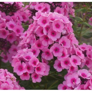 Флокс Phlox Baby Face